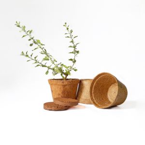 Pack of 6 Coir Pots and Coir Disks